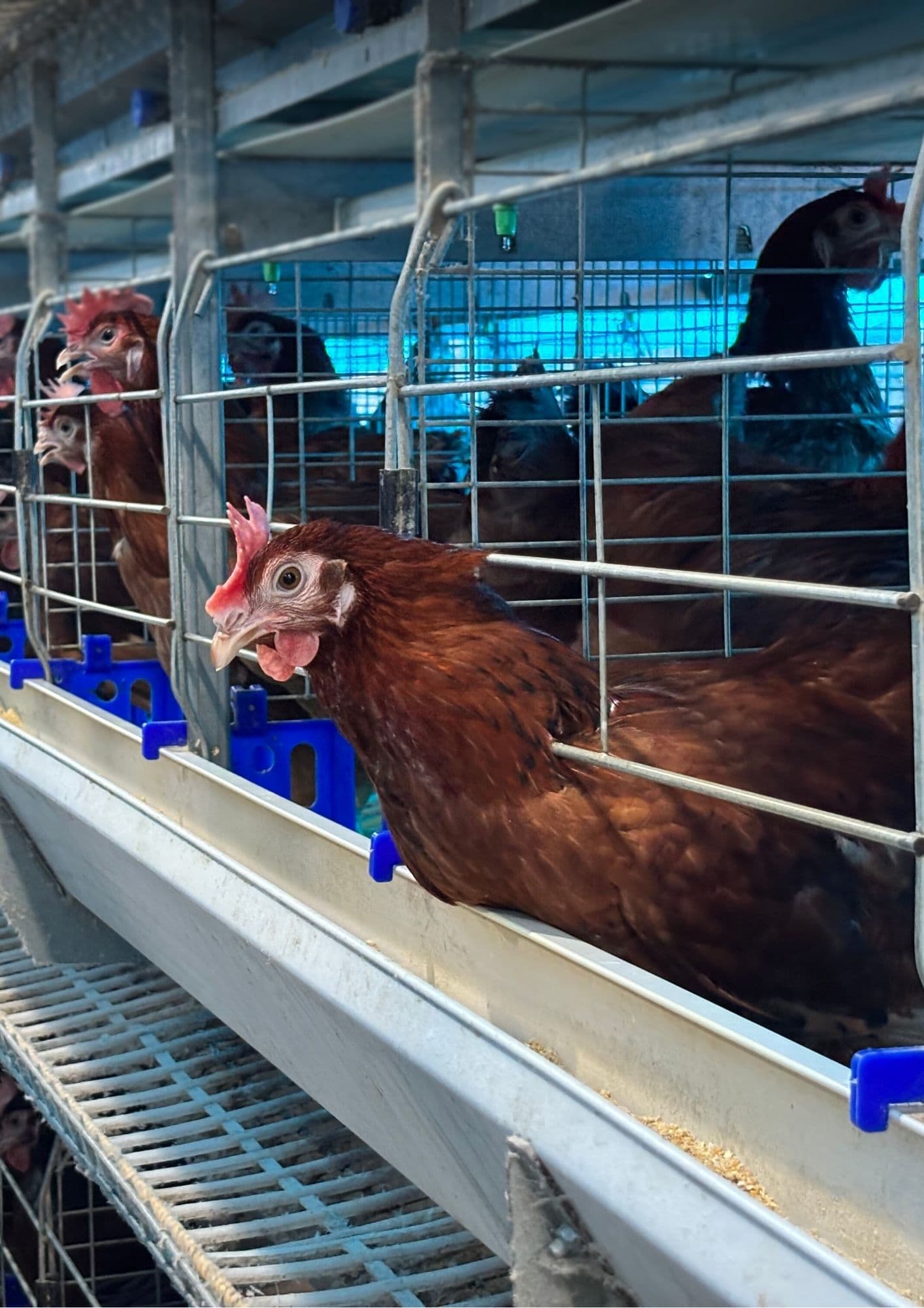Breeder Solutions