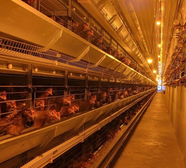 Broiler Solutions