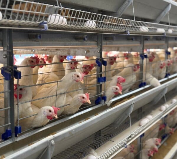 Breeder Pullet