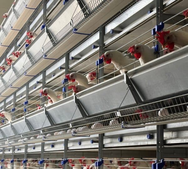 Layer Pullet