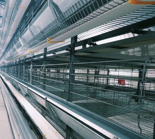Metplast Layer cage corridor — automated feeding and manure belt system in operation