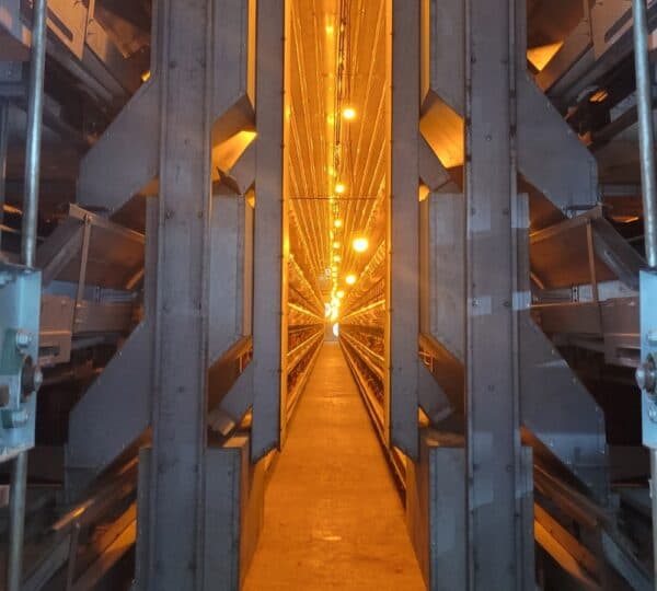 H-Type layer cage corridor — central service walkway with automated feeding lines
